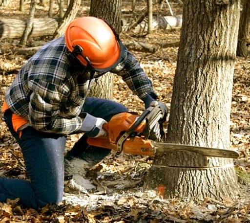 Tree Removal in Mayhew, MS
